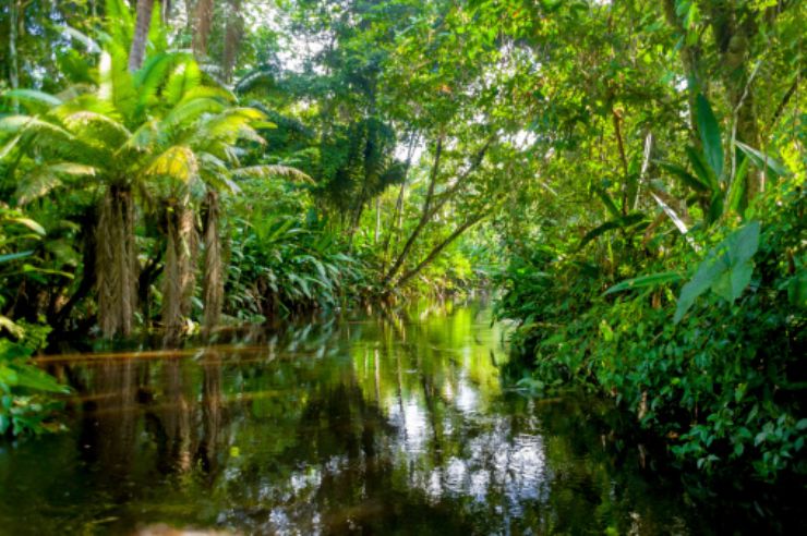 Peruvian Amazon - A beautiful calm river in the Jungle