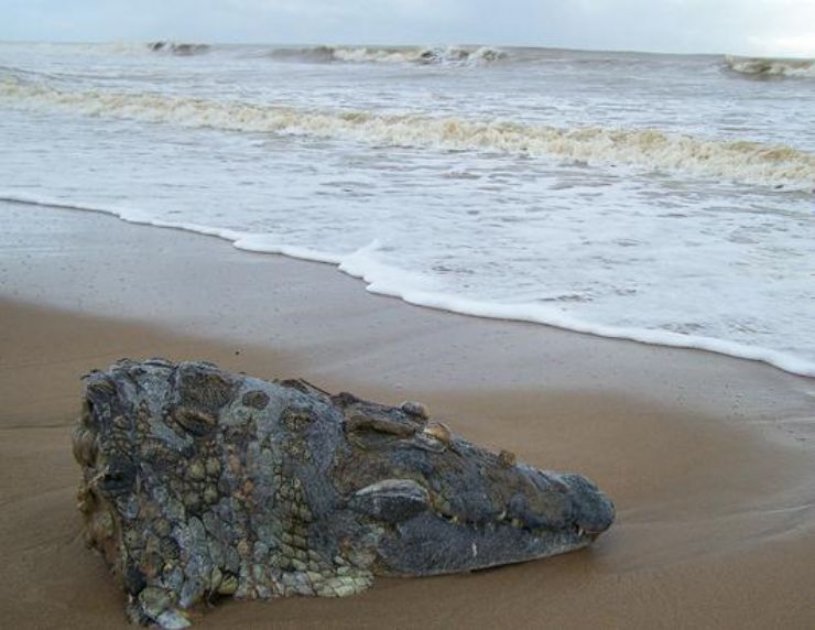 Decapitated Croc Head at beach