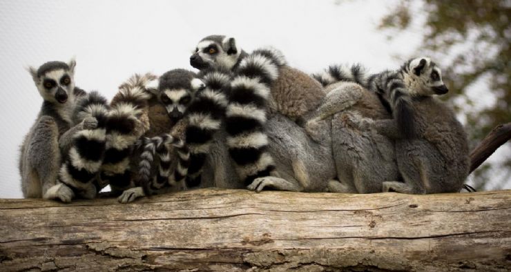 Ring Tailed Lemures