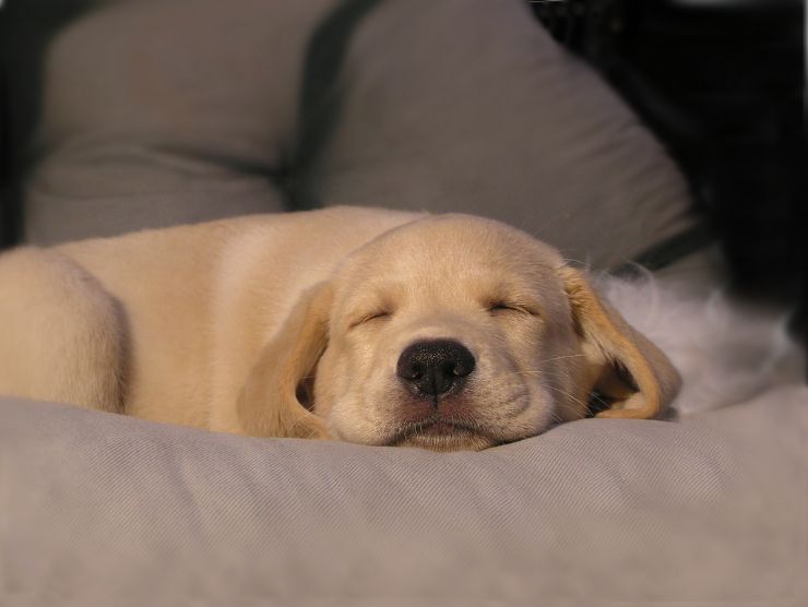 Cute Little Puppy Sleeping
