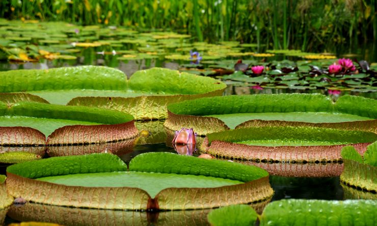 Victoria Amazonica Lily Pads found in the Amazon