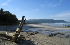 Driftwood on Mal Pais beach