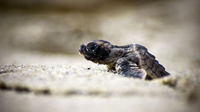 Baby leatherback turtle hatching at Playa Grande
