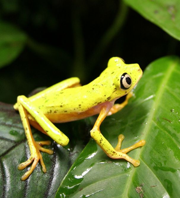 The very rare & endangered Lemur Leaf Frog