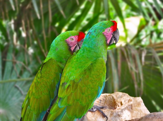 A pair of Great Green Macaws