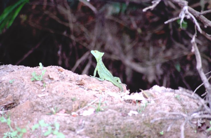 Ca�o Negro - Basilisk Lizard