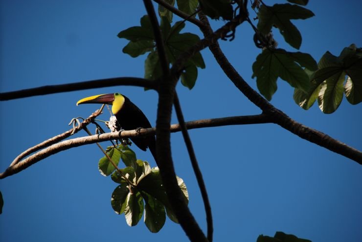 Chestnut-mandibled Toucan in Tree
