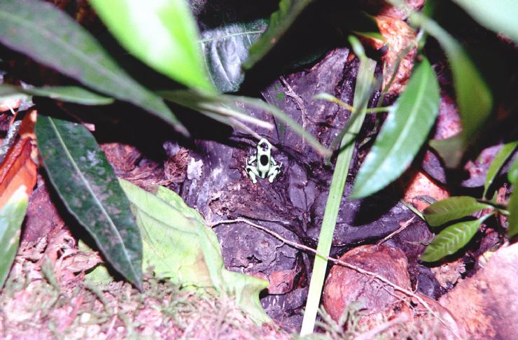 Poison Arrow Frog in Corcovado National Park