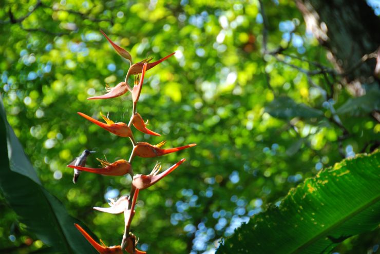Hummingbird in Flight