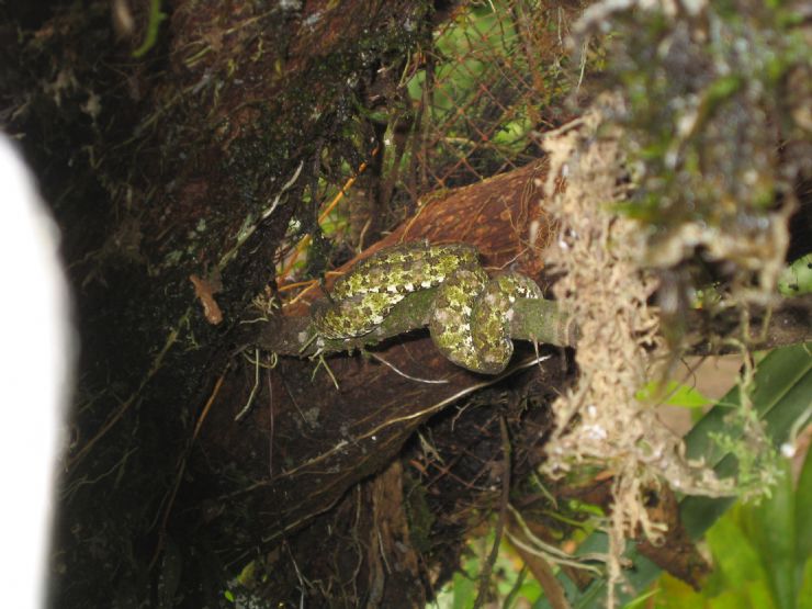 eyelash viper snake