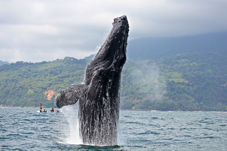 Humpback whale breaching at Marino Ballena National Park