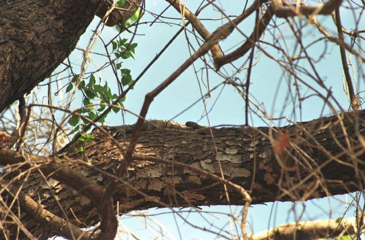 Iguana in Tree