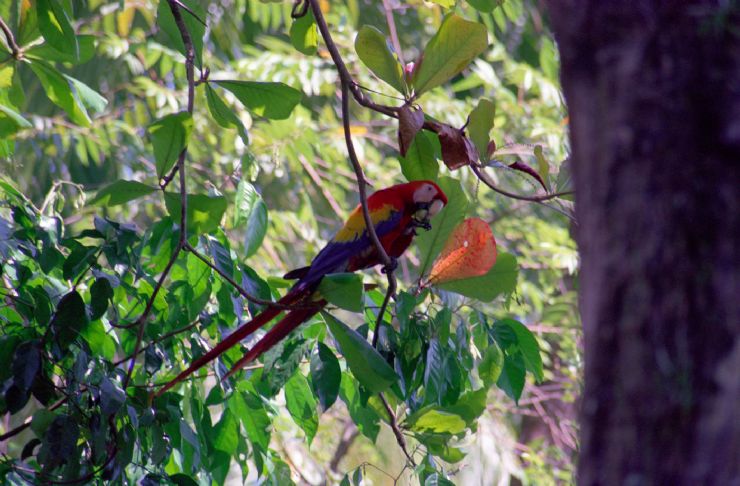 Scarlet Macaw Eating