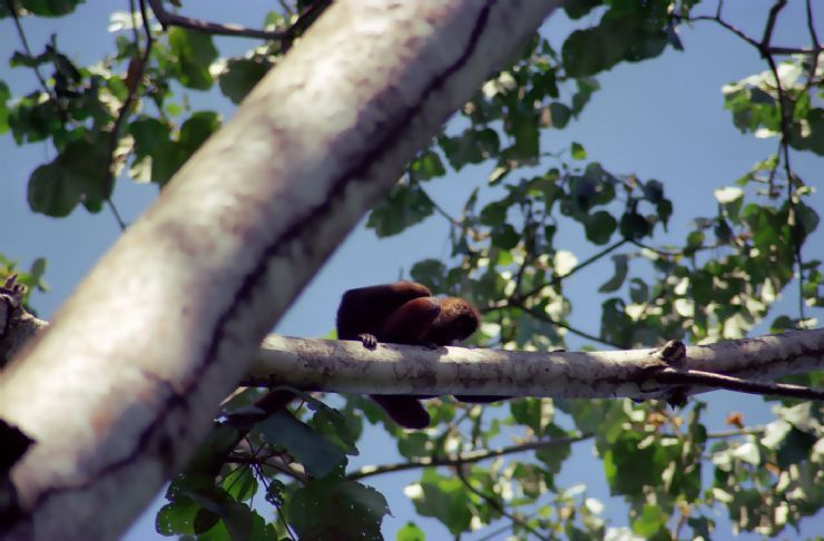 Spider Monkey in Tree