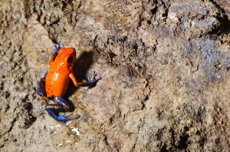 Blue Jeans Poison Dart Frog (Oophaga pumilio)