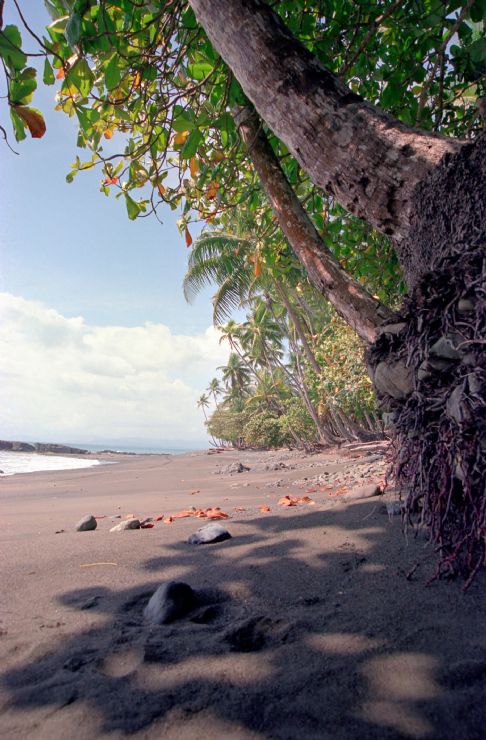 Tropical Palm Lined Beach in Costa Rica