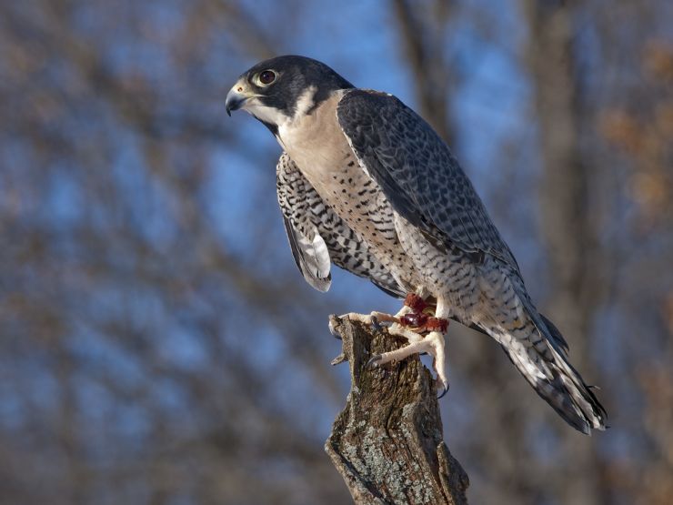 Peregrine Falcon on Guayabo Island Biological Reserve