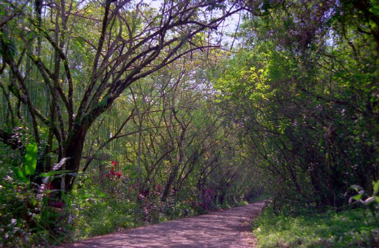 Road to Matapalo