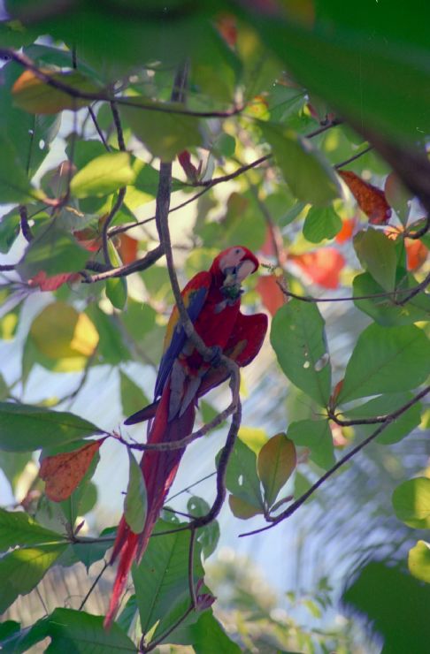 Scarlet Macaw in Tree