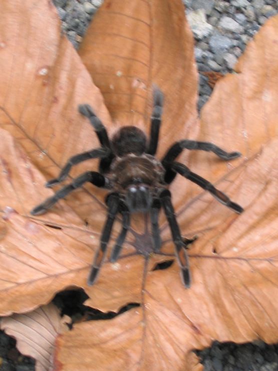 spiders and tarantulas