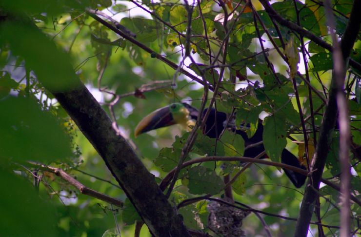 Toucan in Tree