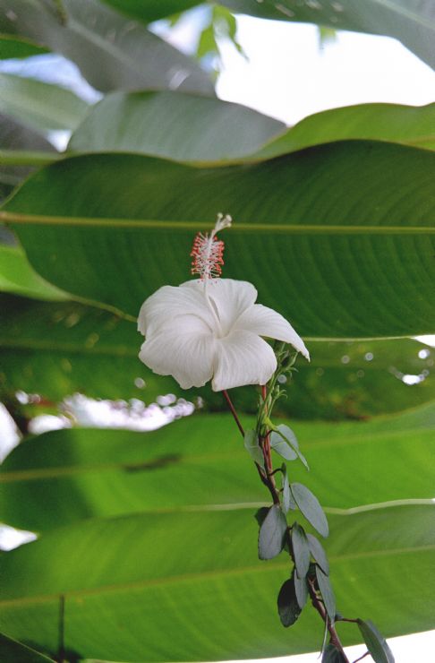 Beautiful White Flower