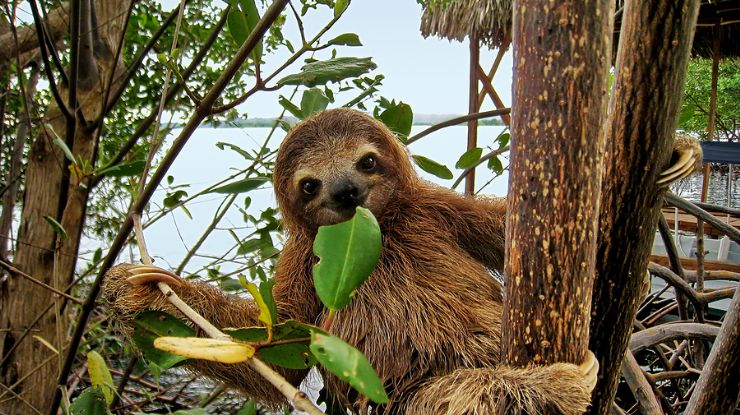 Baby three-toed sloth eating mangrove leaf