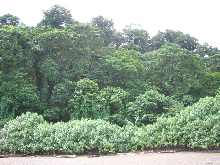 Forest Backdrop at Ballena National Marine Park
