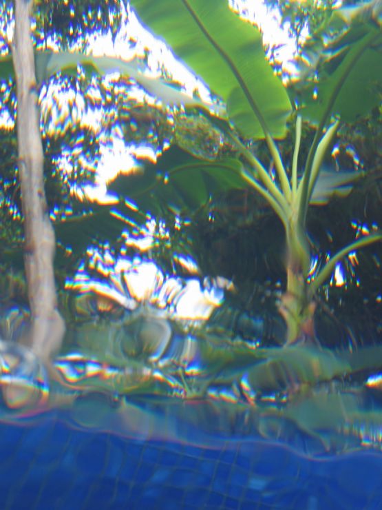 Banana Tree from underwater in mal pais