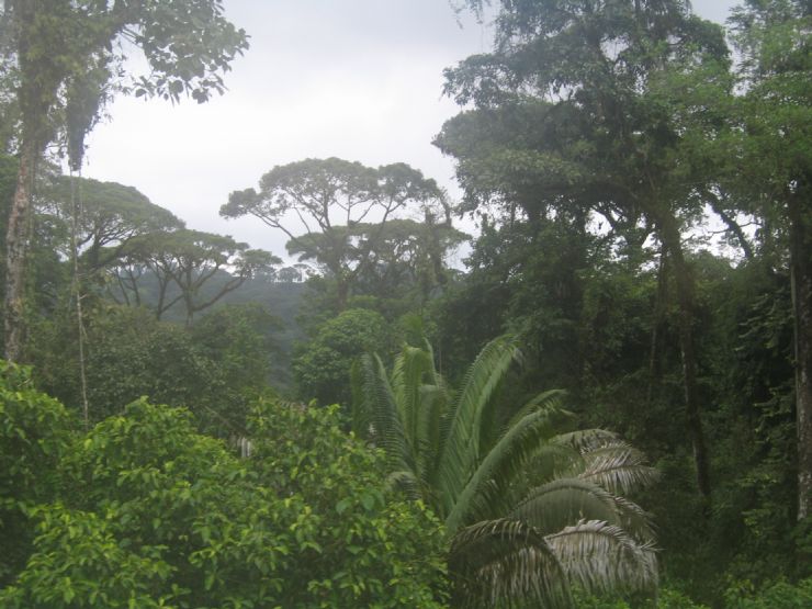 Brauilo Carrillo National Park