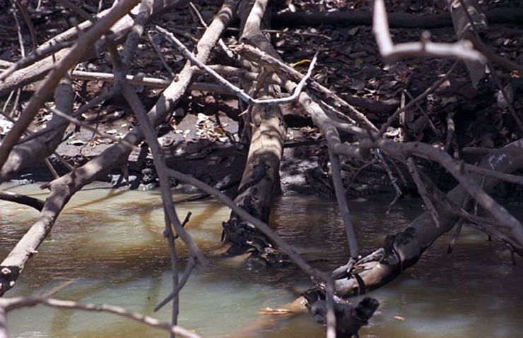 Ca�o Negro River