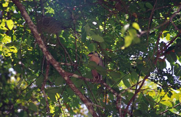 Ca�o Nego Bird