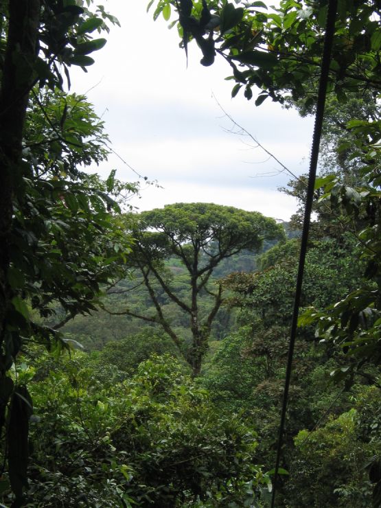Brauilo Carrillo Canopy