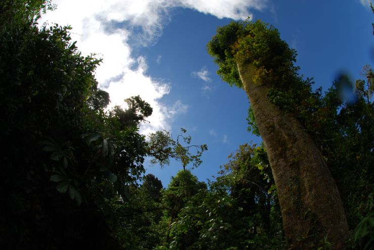 Hole in the canopy in the Monteverde Cloud Forest Reserve