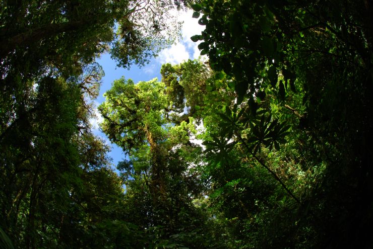 Trees fighting for the light through the canopy in Monteverde Cloud Forest Reserve
