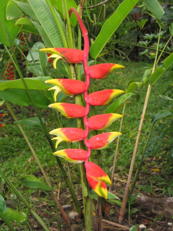 Mal Pais Fauna