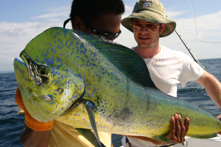 full-dolphin-fish-costa-rica.jpg