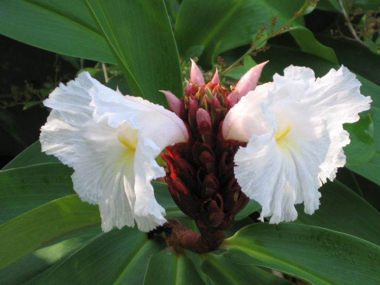 Mal Pais Beautiful Flower