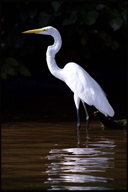 Great Egret