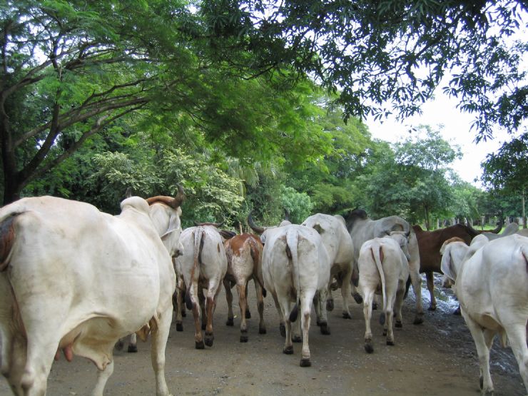 Guanacaste Vaquero Herding Cattle