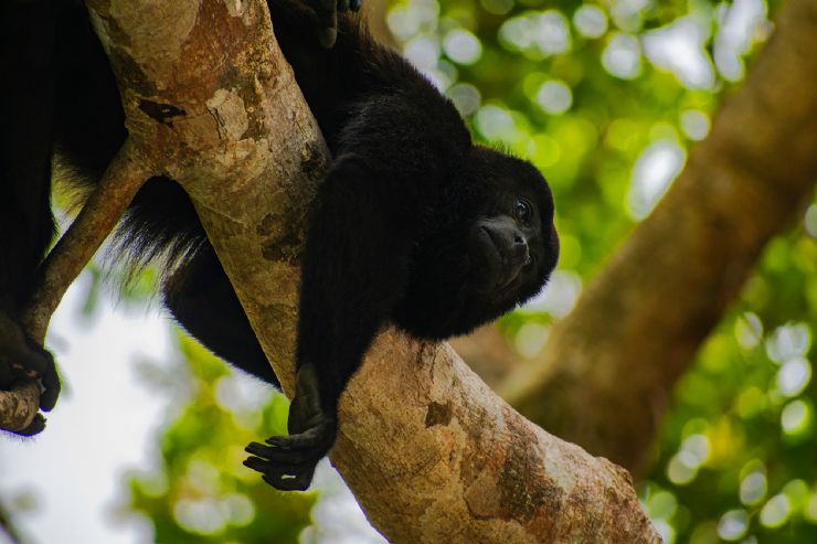 Howler Monkey resting in tree near Tamarindo