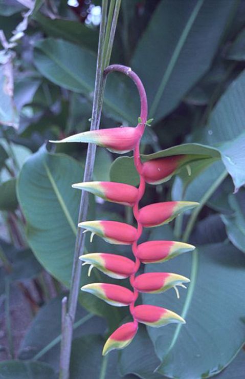 Flowers in La Fortuna