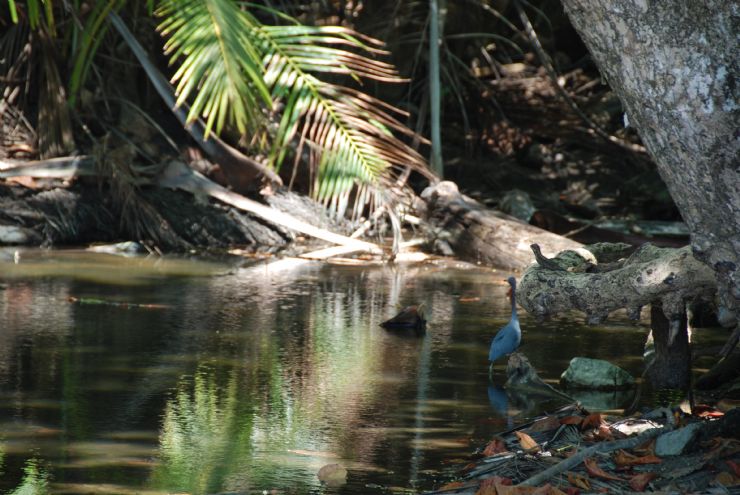 Lagoon next to beach, Manuel Antonio