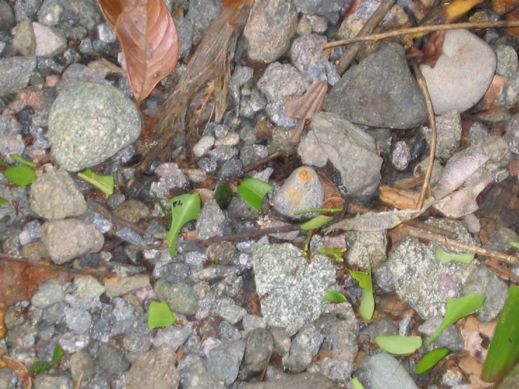 Brauilo Carrillo Leaf Cutter Ants