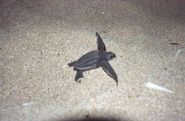 Leatherback Turtle's First Steps