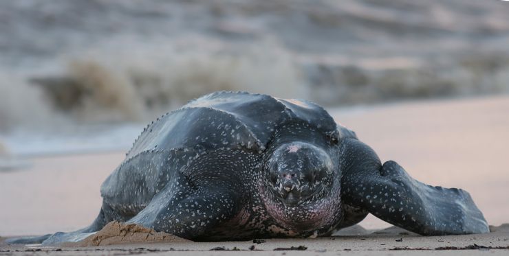 Leatherback Turtle coming out of ocean