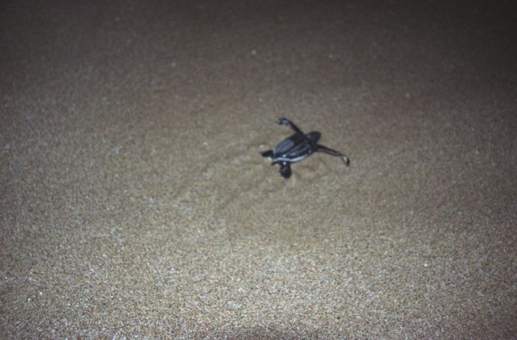 Baby Leatherback Turtle goes to Ocean