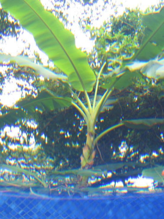 Banana Tree from Pool in Mal Pais