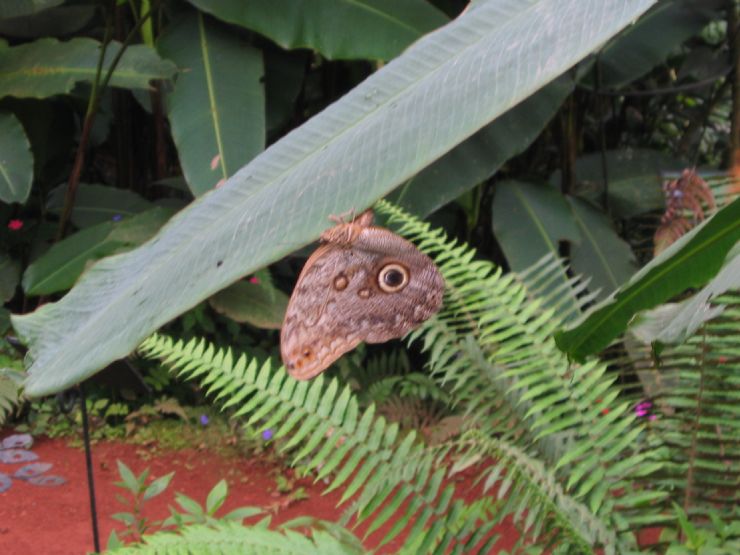 Owl Butterfly