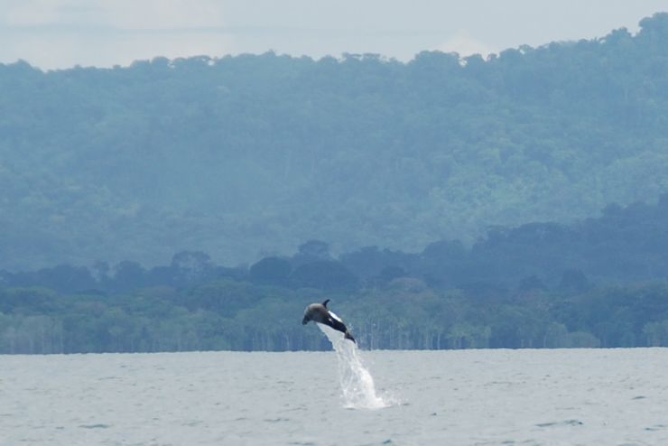 Pacific Spotted Dolphin jumping on the way to Playa Nicuesa Rainforest Lodge in the Golfo Dulce